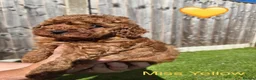 Toy Poodle dogs for sale: 🐾 GORGEOUS RED TOY POODLE GIRLS - Advert 13