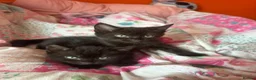 Domestic Shorthair cats for sale: Domestic Shorthair - Advert 2