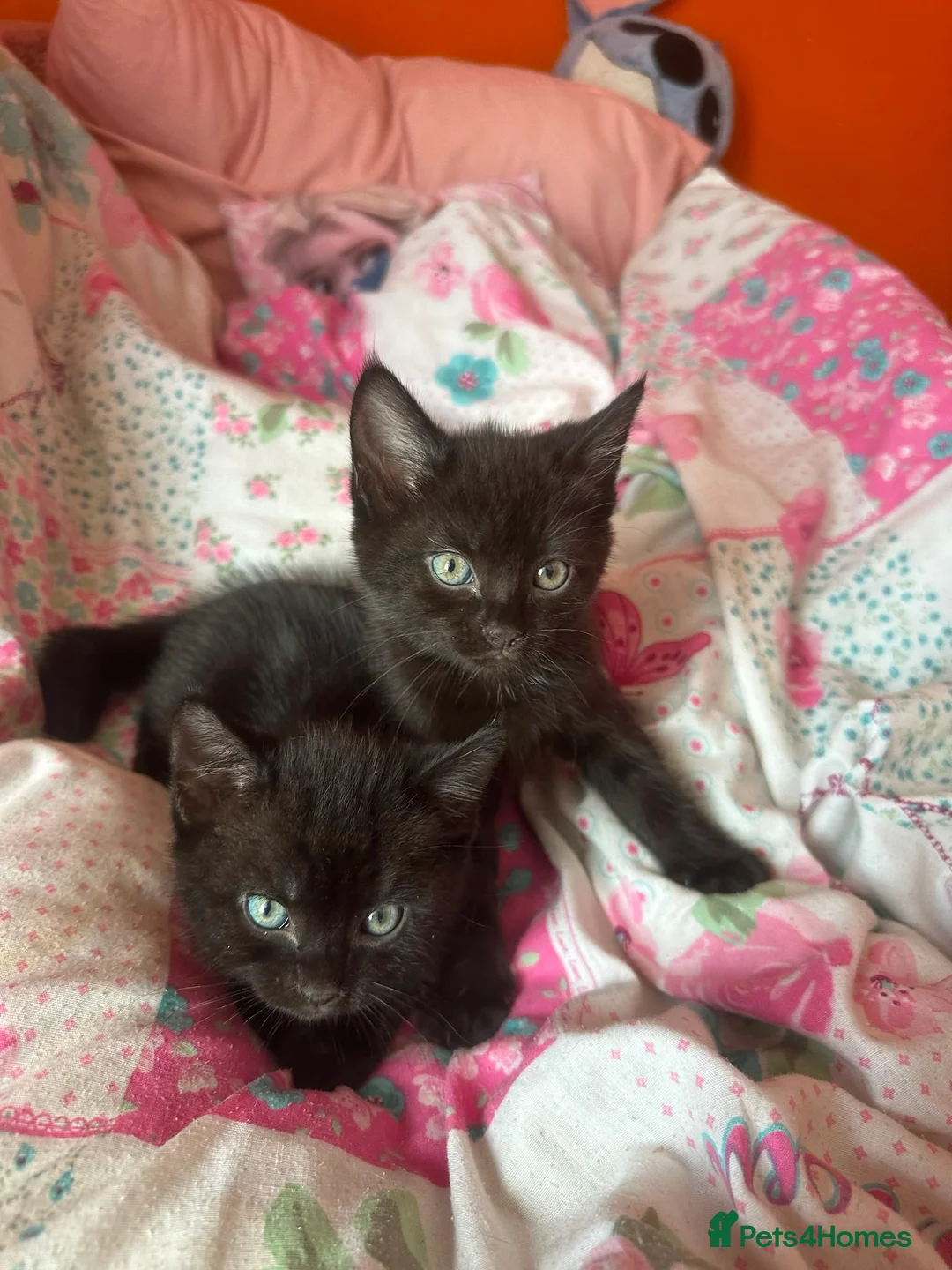 Domestic Shorthair cats for sale: Domestic Shorthair - Advert 2