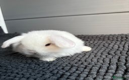 Mini Lop rabbits for sale: Little fluffy mini lops  - Image 15