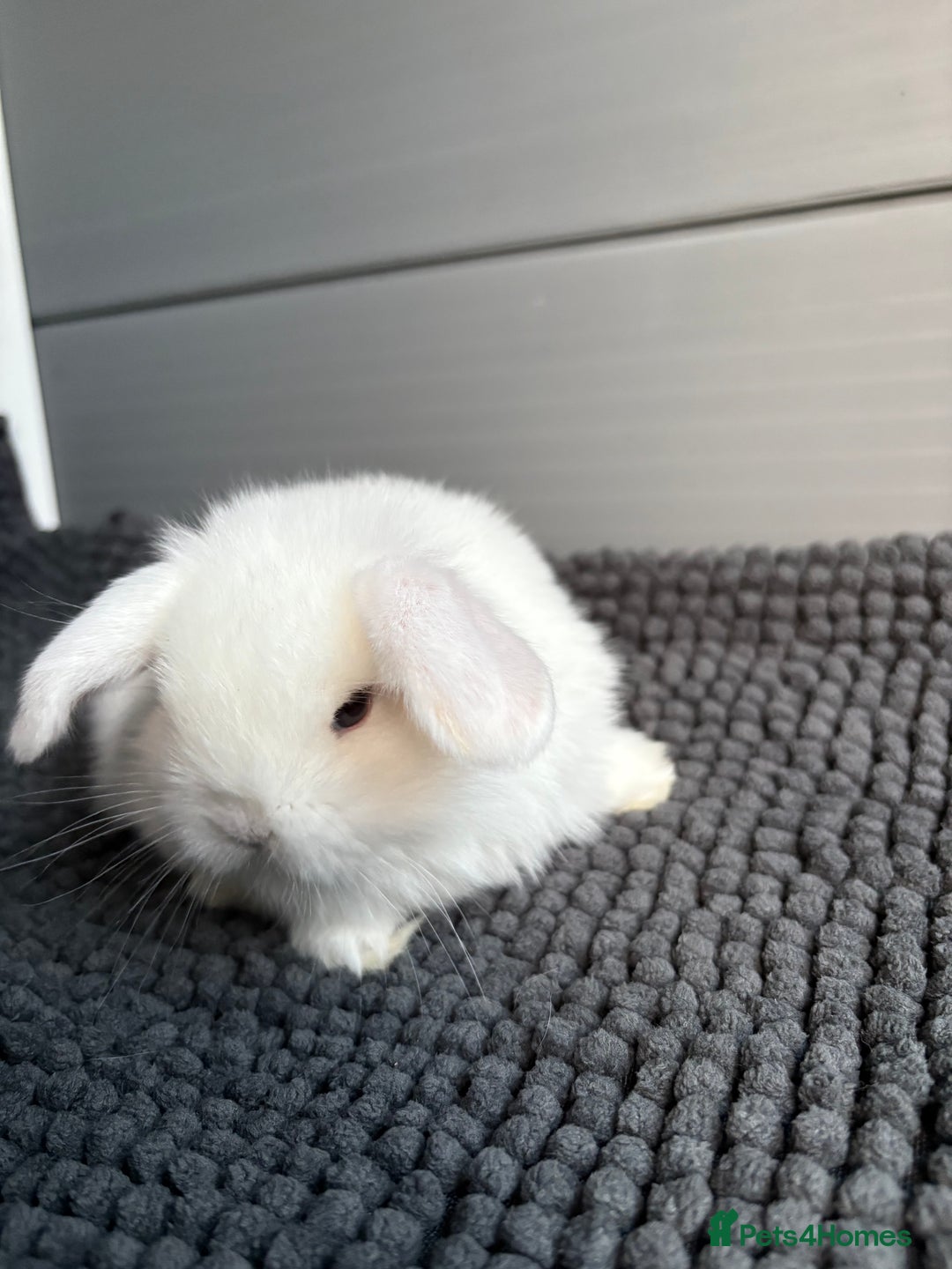 Mini Lop rabbits for sale: Little fluffy mini lops  - Image 15