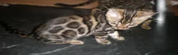 Bengal cats for sale: 5 Beautiful Bengal Kittens Ready Now  - Advert 4