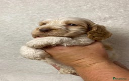 Cocker Spaniel dogs for sale: Show type cocker spaniels  - Image 2