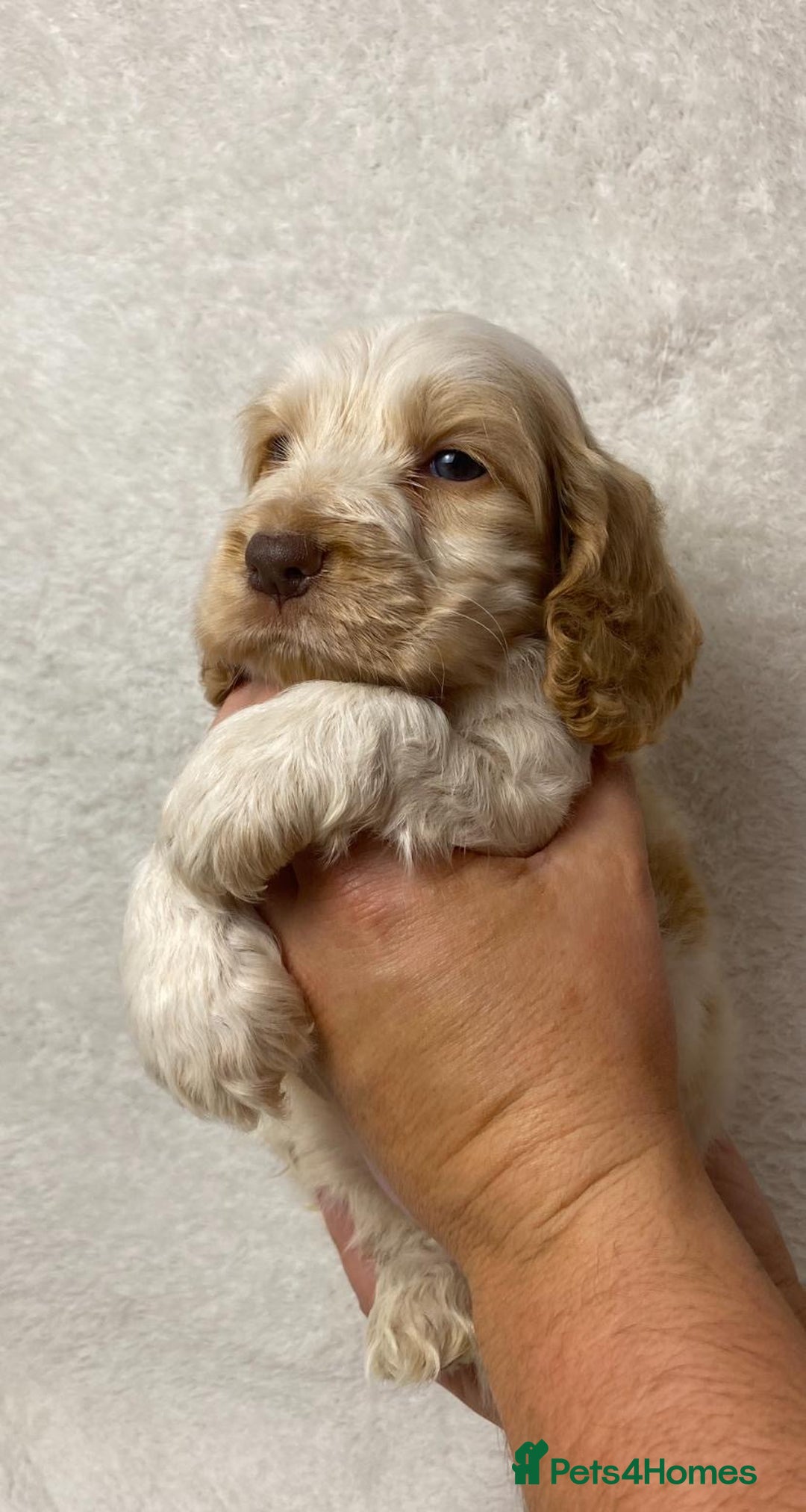 Cocker Spaniel dogs for sale: Show type cocker spaniels  - Image 2