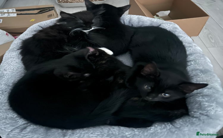 Mixed Breed cats - Advert 16