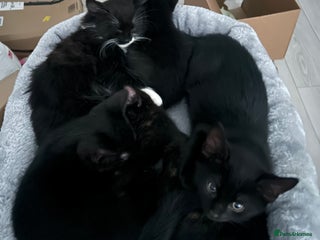 Mixed Breed cats - Advert 34