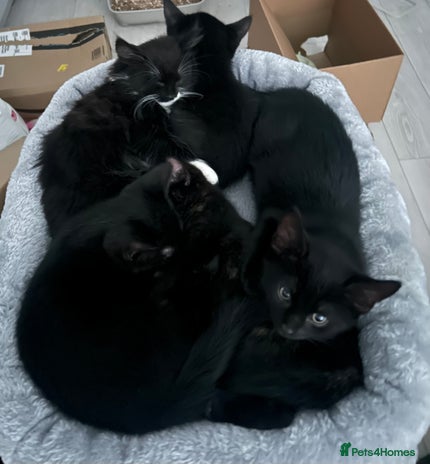 Mixed Breed cats - Advert 1