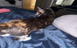 British Shorthair cats for sale: Female kitten - Image 3