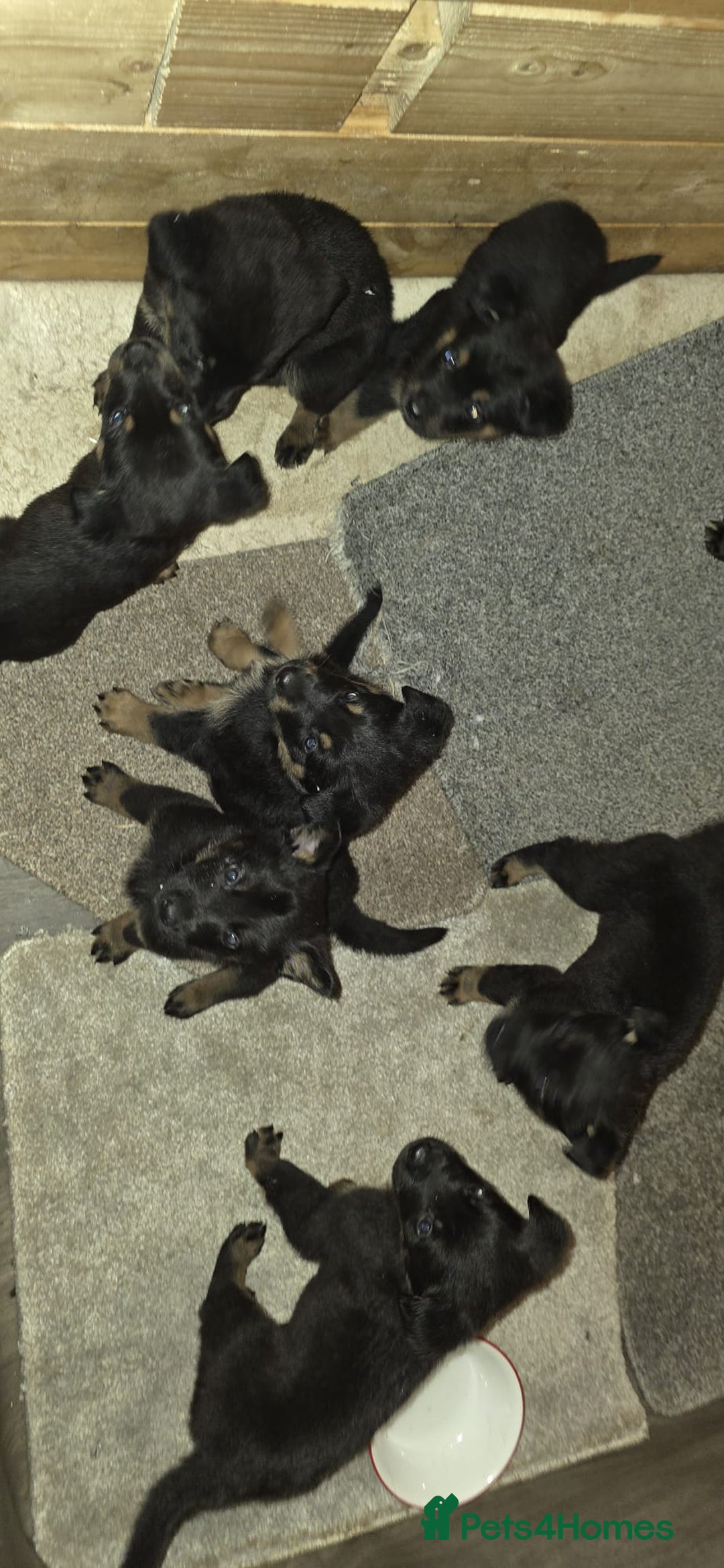 Mixed Breed dogs for sale: Rotti x German shepherd puppies - Advert 1
