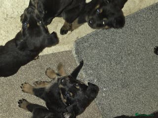 Mixed Breed dogs Rotti x German shepherd puppies - Advert 3