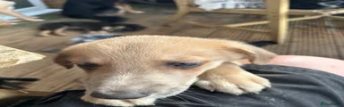 Collie German shepherd cross