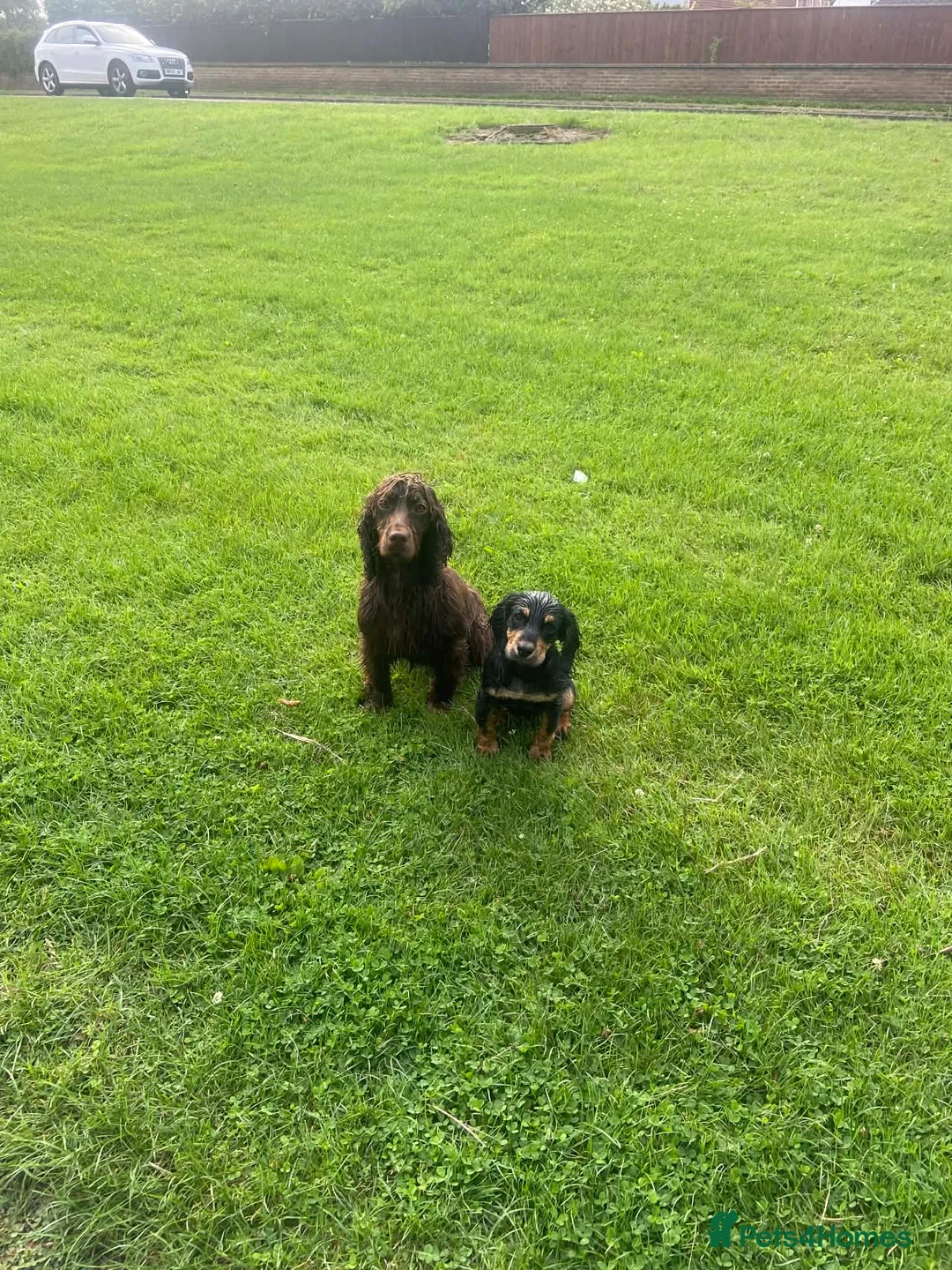 Cocker Spaniel dogs for sale: Boy cocker spaniel  - Advert 4