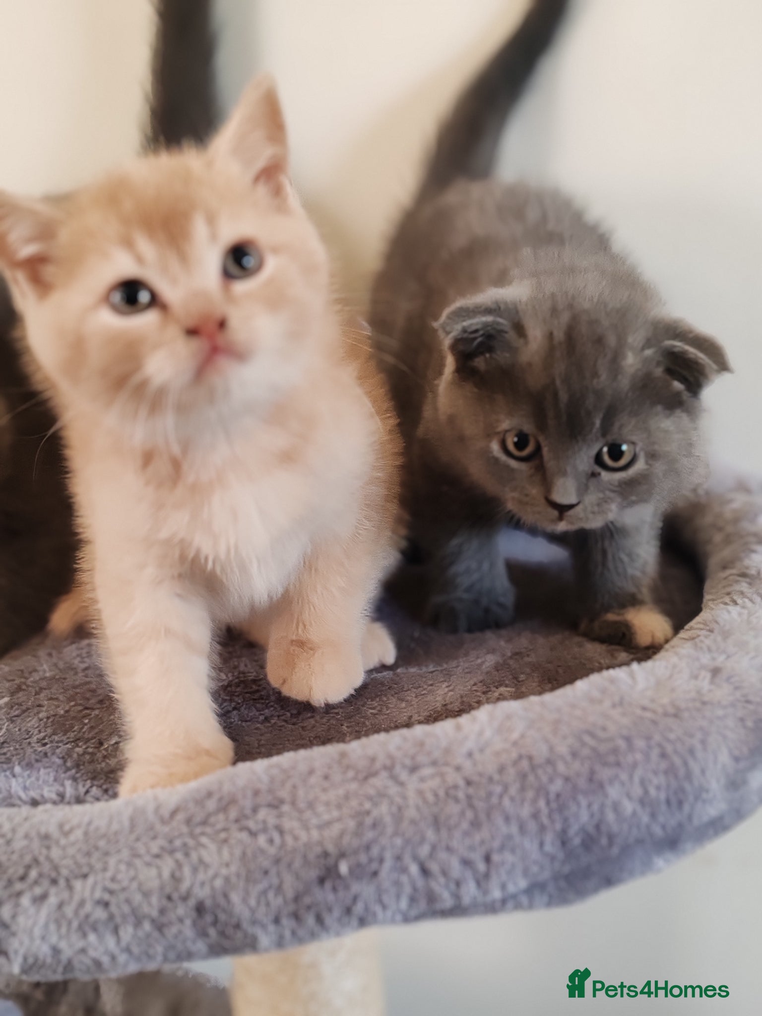 Scottish Fold cats Scottish fold x BSH kittens - Advert 2