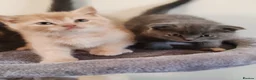 Scottish Fold cats for sale: Scottish fold x BSH kittens - Advert 12