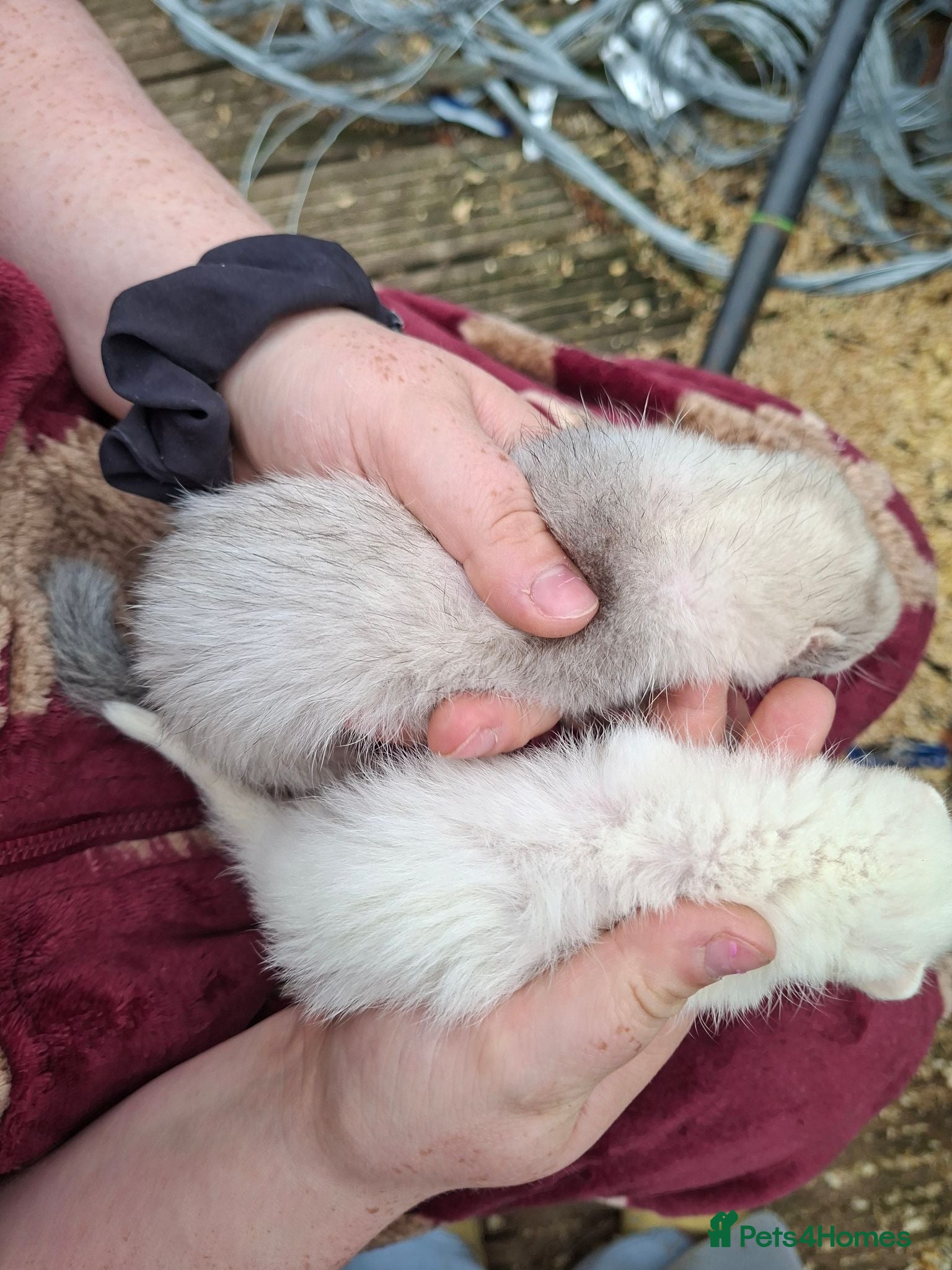Ferret rodents Kits  - Advert 2
