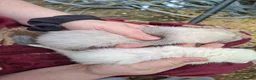 Ferret rodents for sale: Kits  - Advert 1