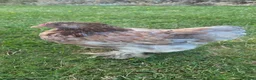 Chickens poultry for sale: Pair of pekin bantams - Advert 5