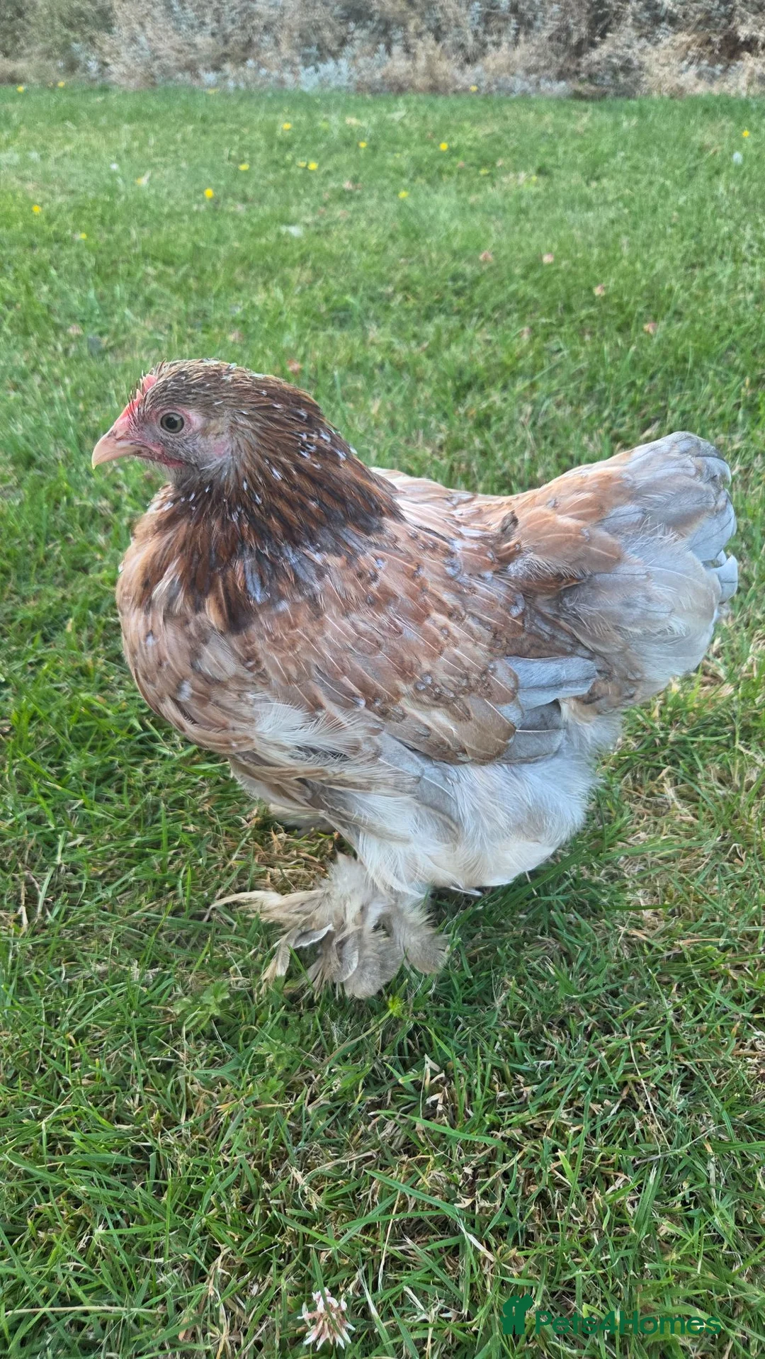 Chickens poultry for sale: Pair of pekin bantams - Advert 5
