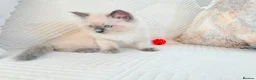 Ragdoll cats for sale: 3 male kittens  - Advert 11