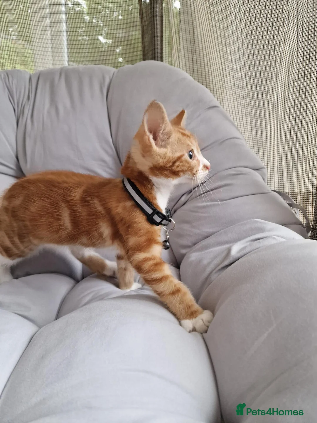 Domestic Shorthair cats for sale: Friendly, cute kittens ready for new homes - Advert 18