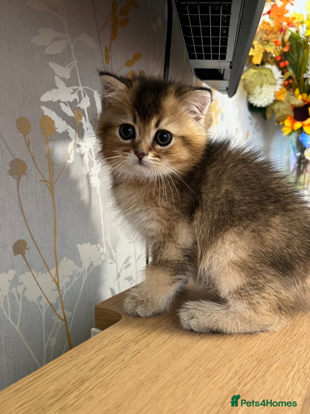 Scottish Fold cats for sale: One Adorable Scottish Fold Kitten ready for a home in Gravesend - Image 9