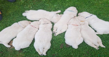 Golden Retriever dogs - Advert 2