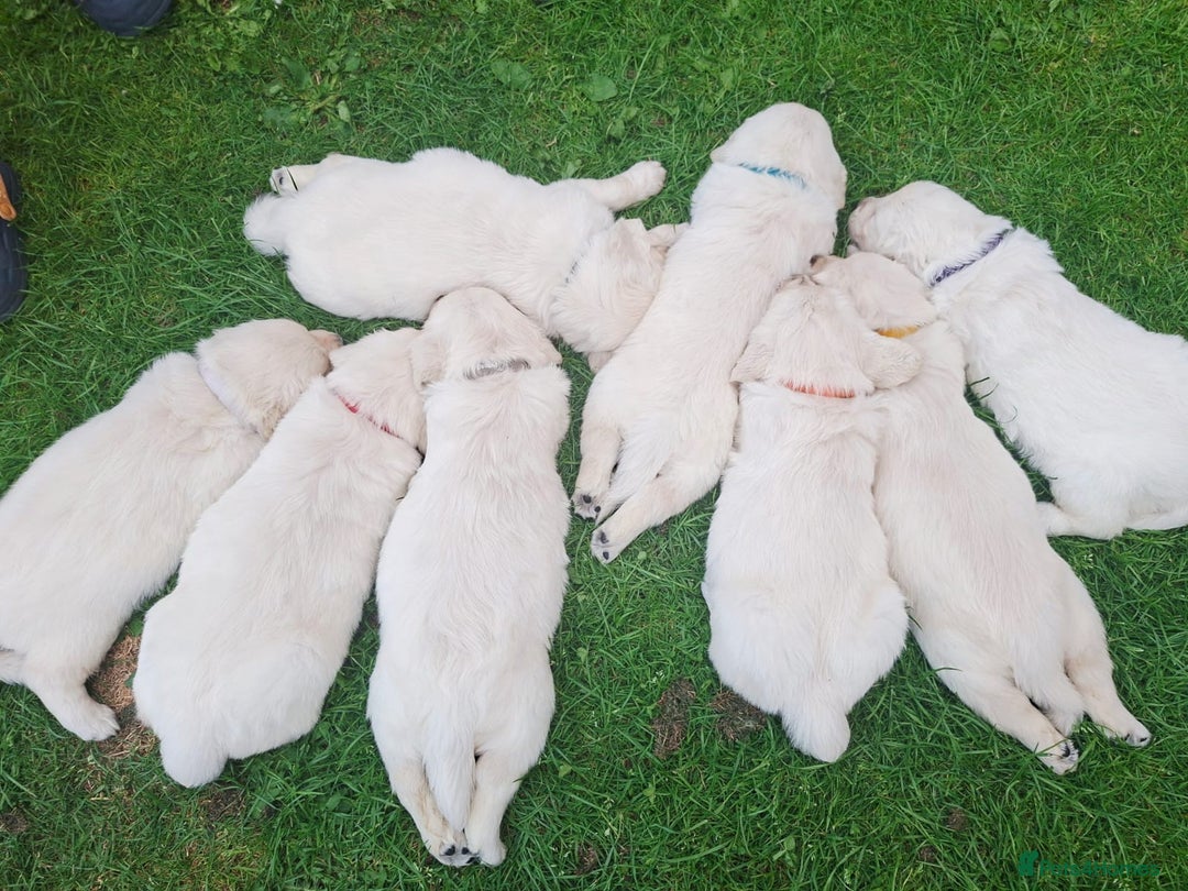 Golden Retriever dogs for sale: Cream Golden Retriever Puppies –Family Raised  - Image 2