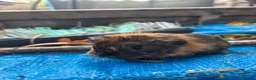 Guinea Pig rodents for sale: Baby Peruvian Silkie guineapigs very fluffy  - Advert 9