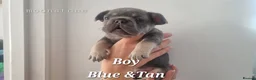 French Bulldog dogs for sale: Ready now KC registered Frenchie puppies LAST ONE - Advert 15