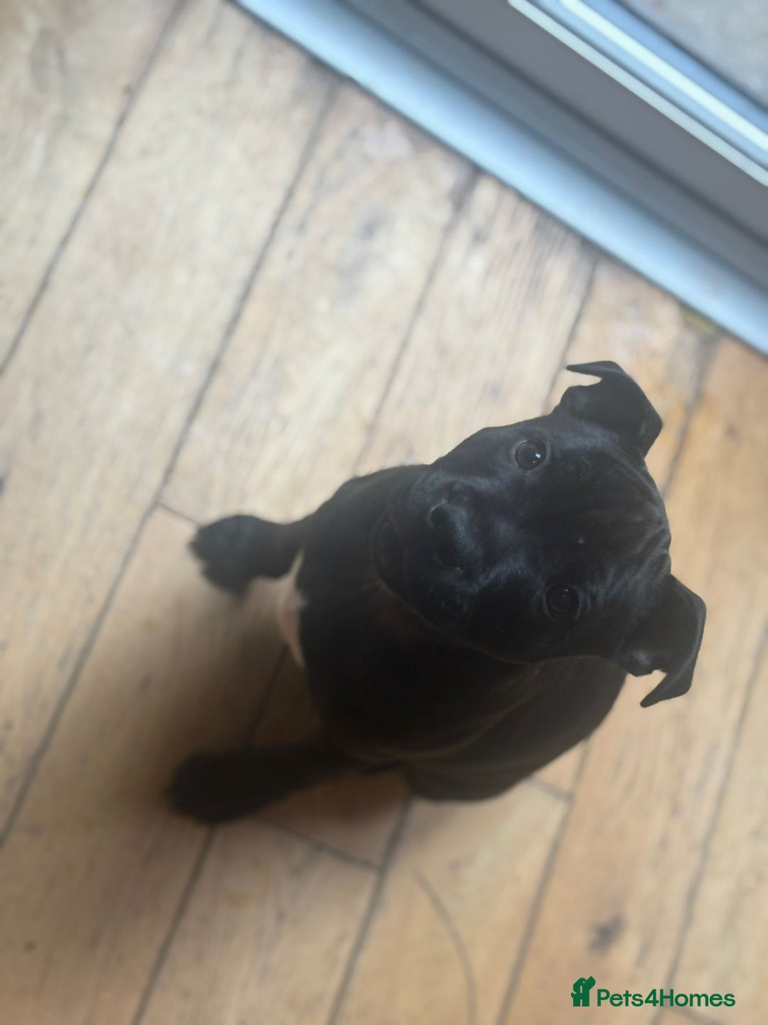 Staffordshire Bull Terrier dogs for sale: Absolutely stunning black boy - Advert 3