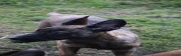 Belgian Shepherd Dog dogs for sale: Pups from world champion CHANCE - Advert 17