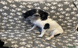 English Springer Spaniel dogs for sale: Meg (springer spaniel bushing bitch) - Image 2