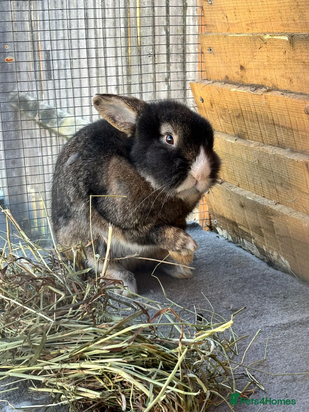 Lionhead rabbits for sale: Puffin - vaccinated & castrated  - Advert 1