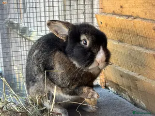 Lionhead rabbits Puffin - vaccinated & castrated - Advert 15