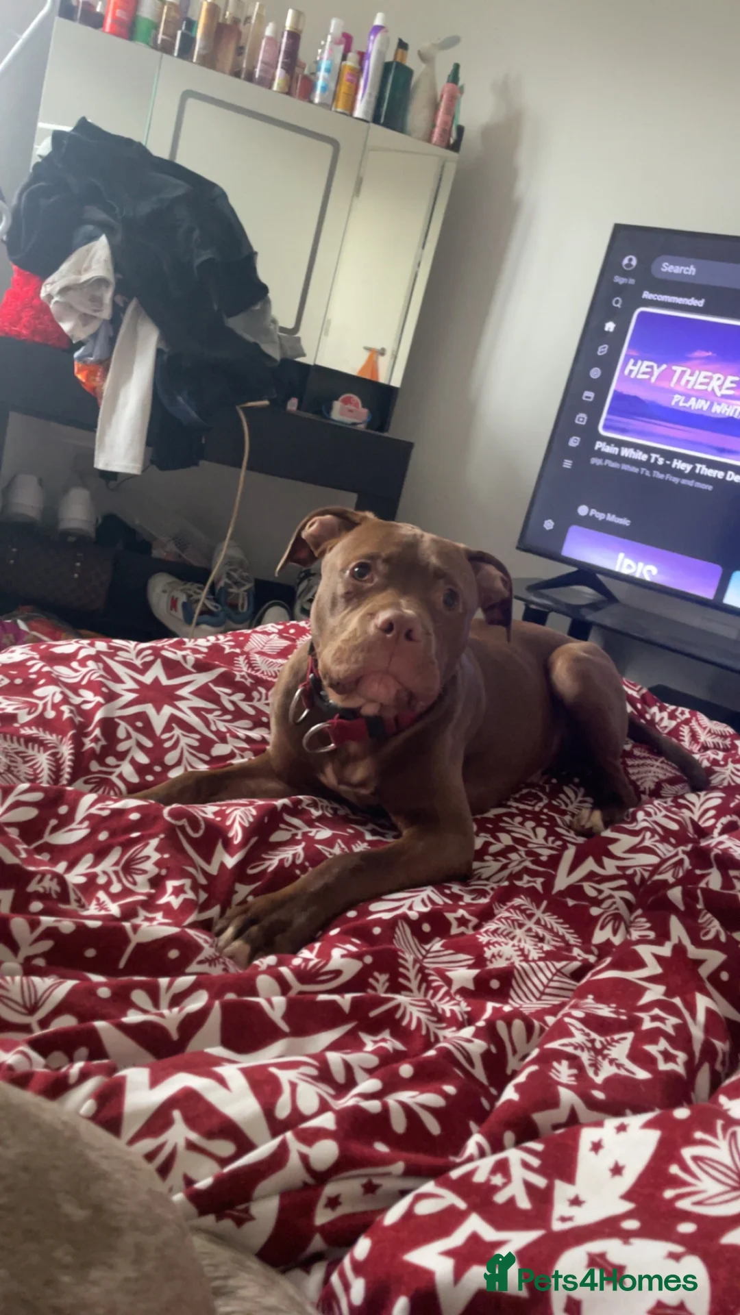 Mixed Breed dogs for sale: Loki puppy - Advert 2