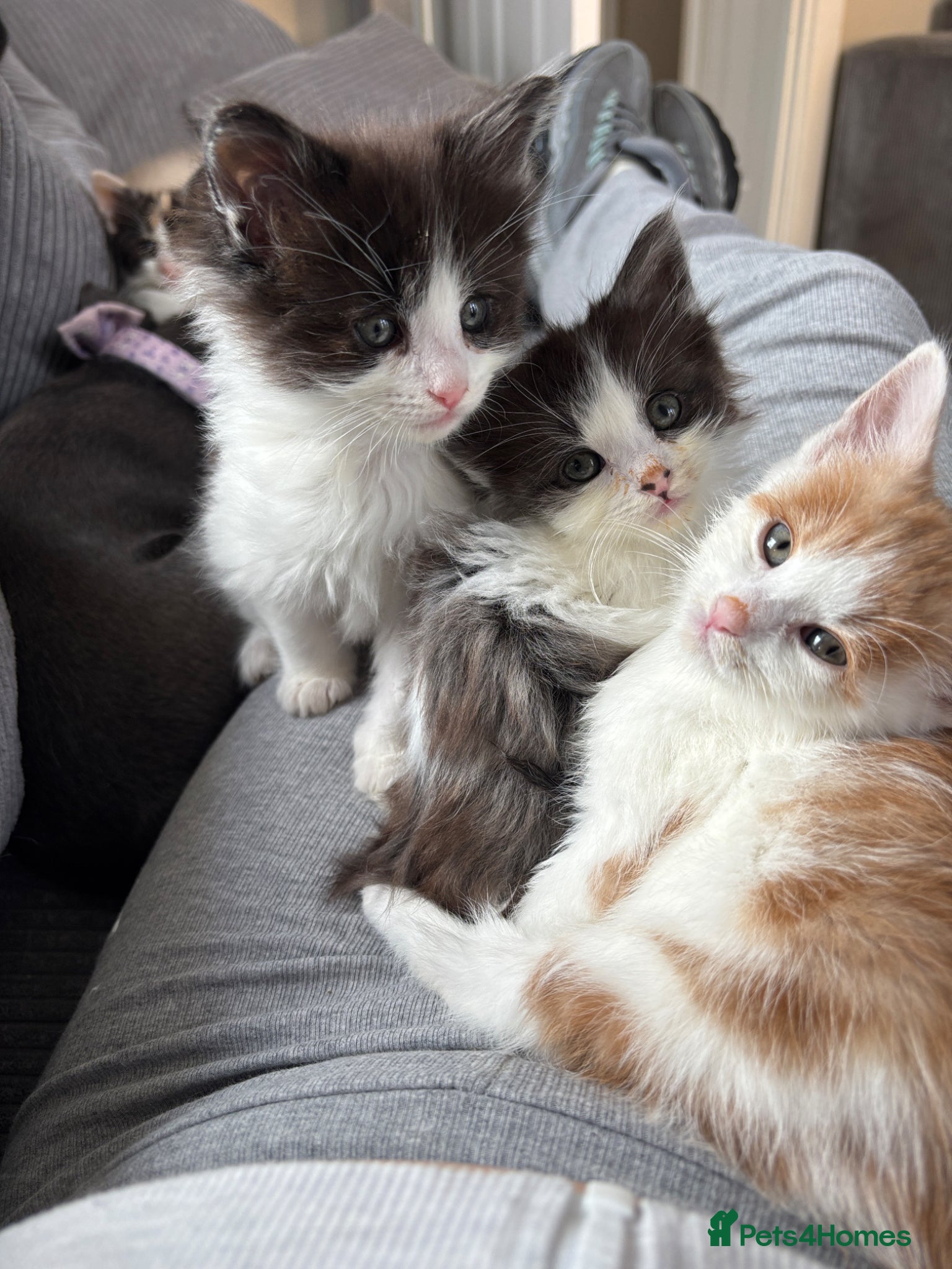 Turkish Van cats Turkish van, Maine coon mix - Advert 1