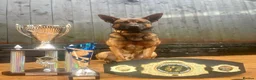 Belgian Shepherd Dog dogs for sale: BRN registered - proven breeding  - Advert 2