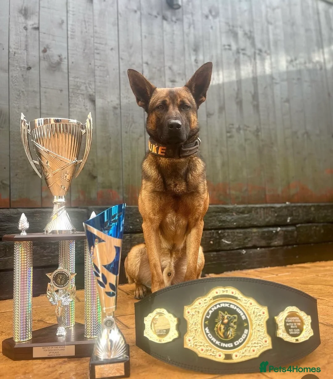 Belgian Shepherd Dog dogs for sale: BRN registered - proven breeding  - Advert 2