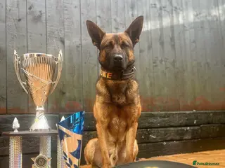 Belgian Shepherd Dog dogs BRN registered - proven breeding - Advert 5