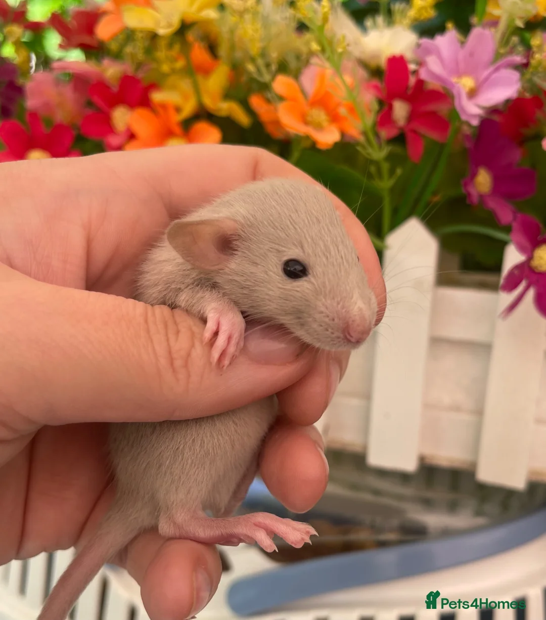 Rat rodents for sale: Absolutely gorgeous & friendly baby rats! - Advert 8