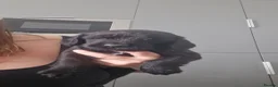 Mixed Breed dogs for sale: Puppies in Hartlepool - Advert 6