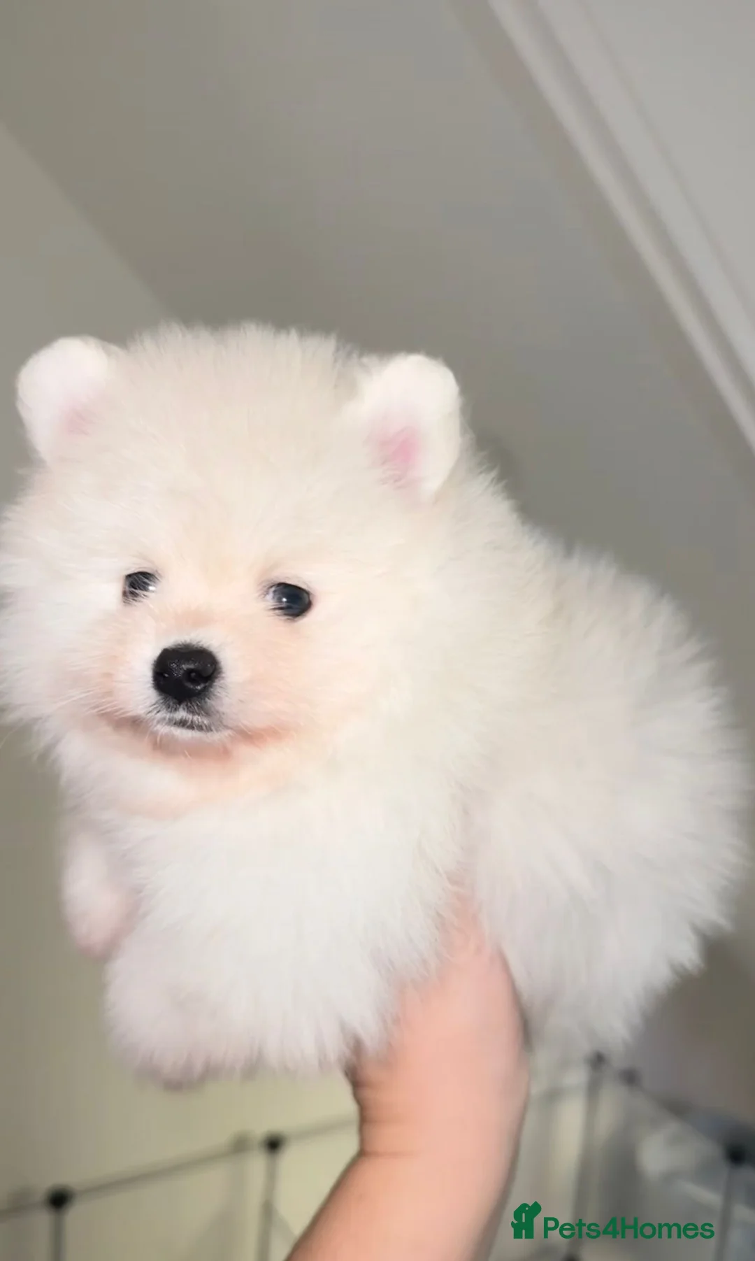 Pomeranian dogs for sale: Champion blood line teddy bear Pomeranian a pup - Advert 4