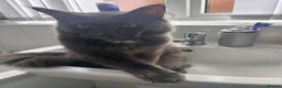 Maine Coon cats for sale: 6 month old grey Maine coon  - Advert 5