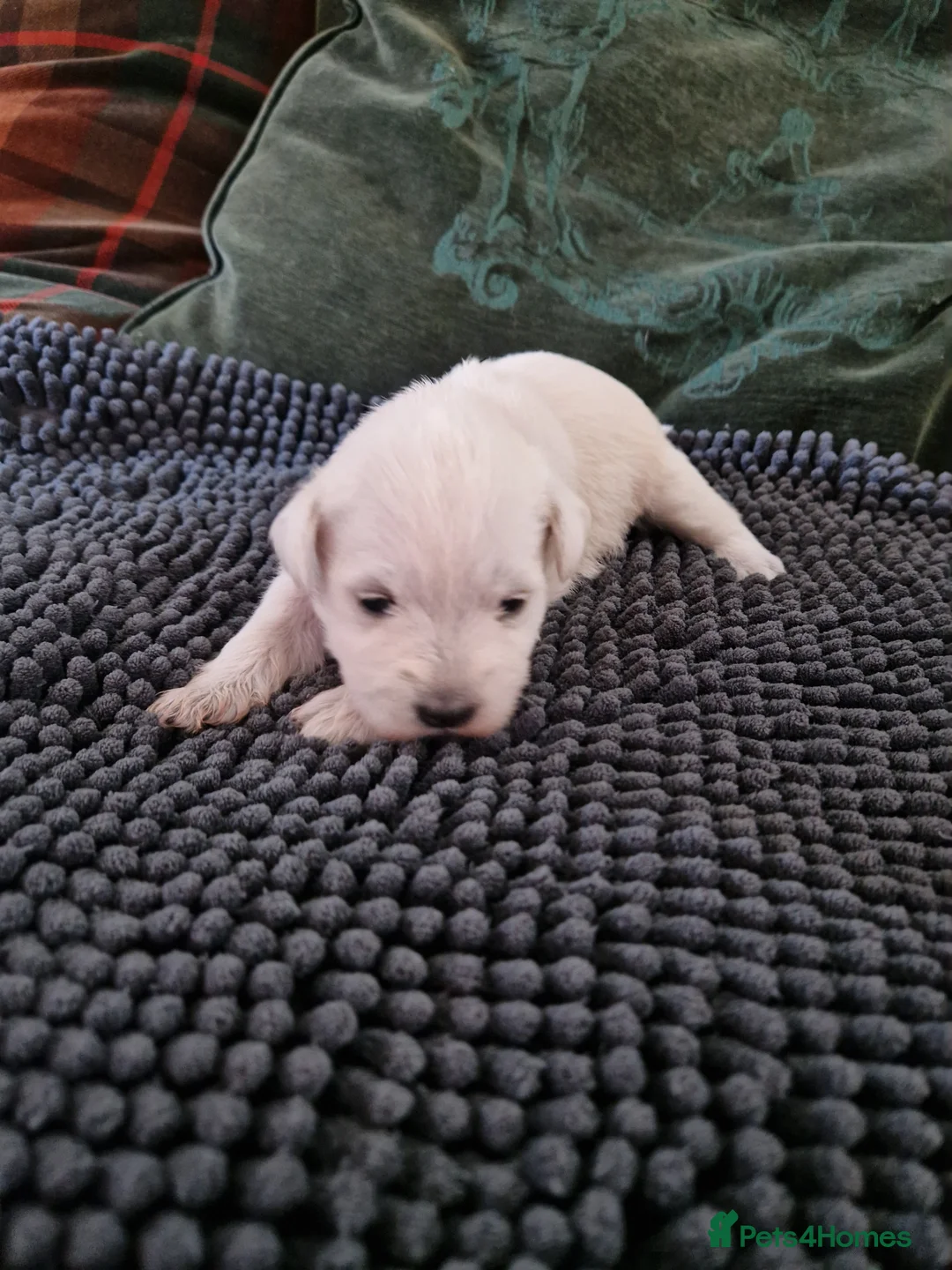 Miniature Schnauzer dogs for sale: Superb KC white minature schnauzer puppies  - Advert 15