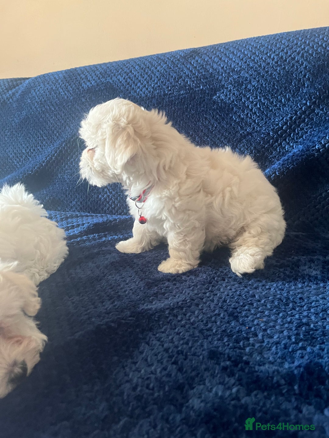 Bichon Frise dogs for sale: 4 adorable bichon puppy’s  - Image 21