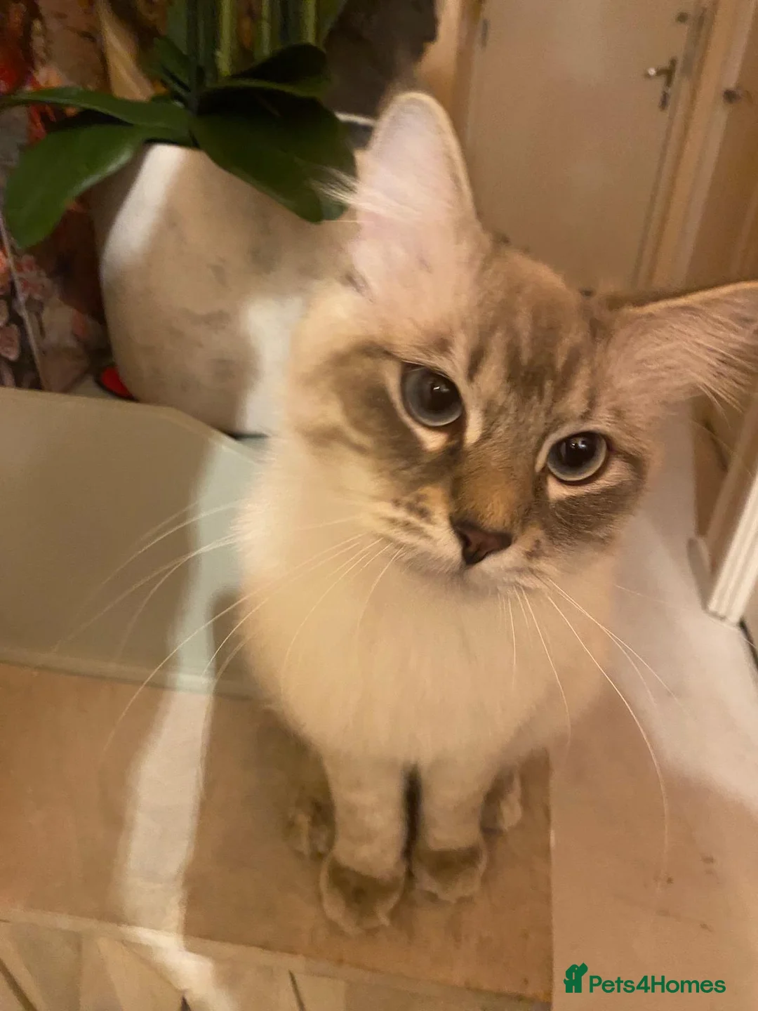 Neva Masquerade cats for stud: Pure Neva Masquerade for Stud - Advert 9