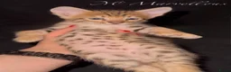 Savannah cats for sale: Exceptional Quality Tica Regist. Savannah kittns - Advert 18