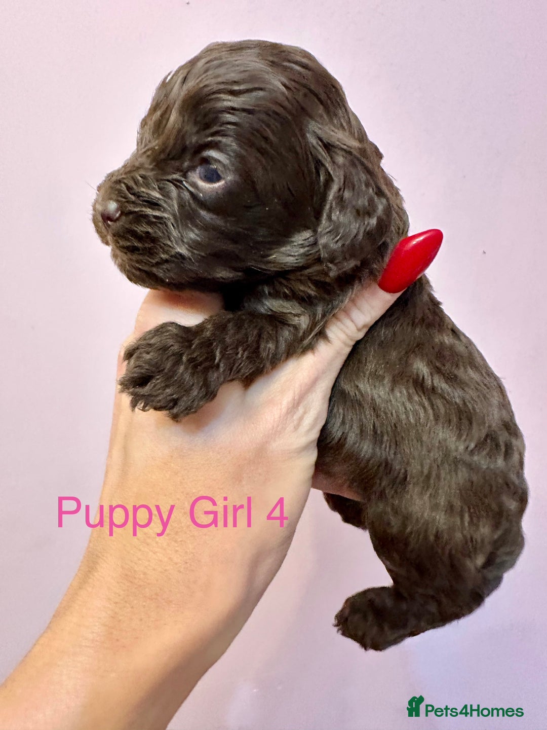 Cockapoo dogs for sale: Lovely American Cockapoo Pups Chocolates & Merles  - Advert 27