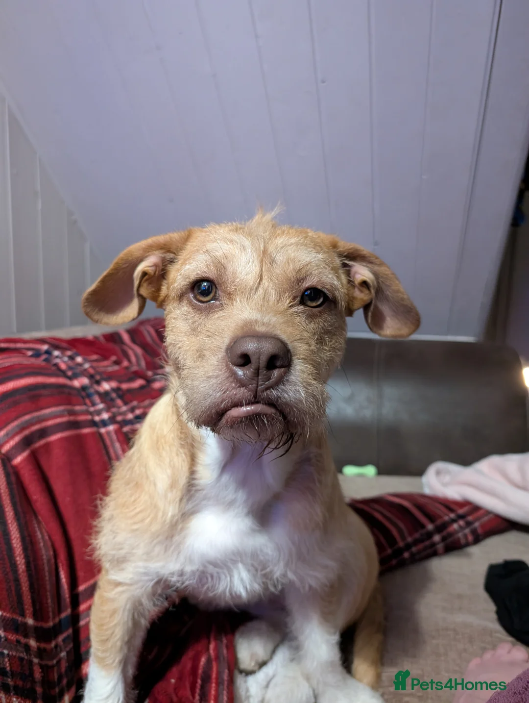 Mixed Breed dogs for sale: Poodle x bulldog for sale - Advert 3