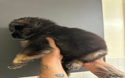 German Shepherd dogs for sale: German shepherd  - Image 8